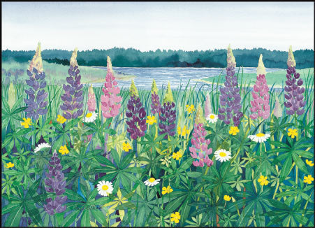 Cove Lupine Note